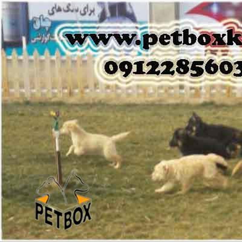 فروش تولهای ژرمن شپرد مو بلند فوق العاده اصیل