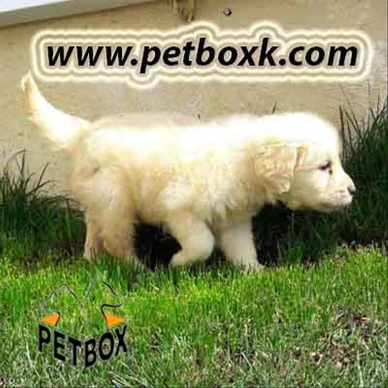 فروش گلدن رتریور 40 روزه نر 