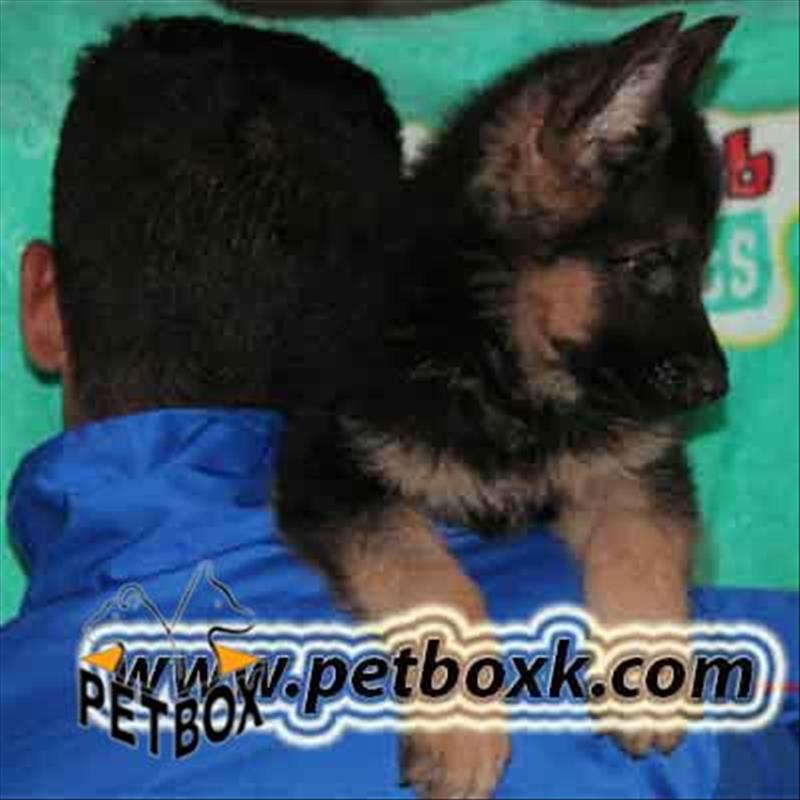 توله ژرمن شپهرد 45 روزه اسثتنایی