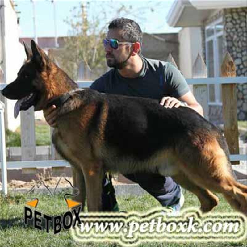پیش فروش توله های (ساشا) ژرمن شپرد 