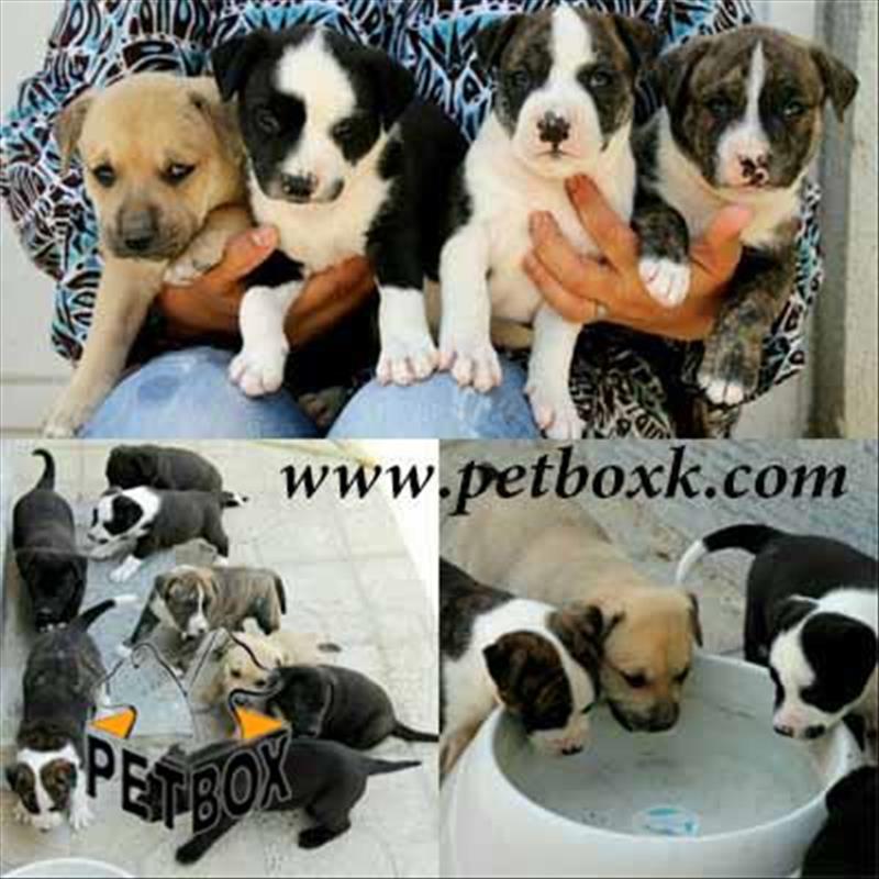  فروش توله های پیت بول 40 روزه 