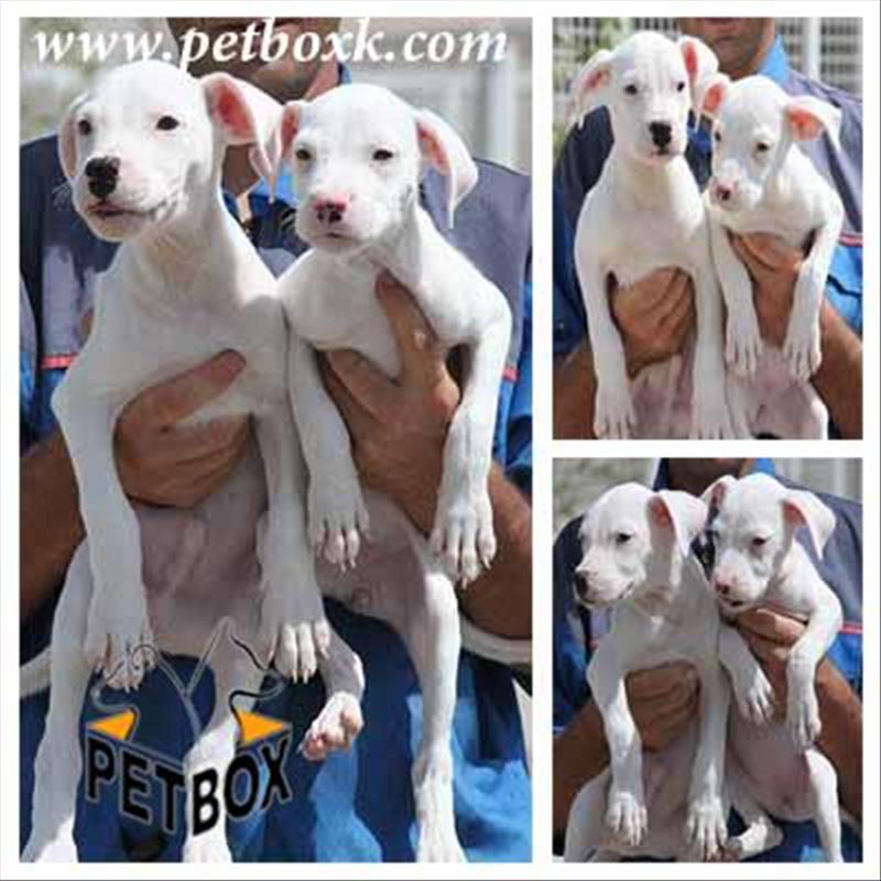 فروش داگو ارژانتینو نروماده 3 ماهه