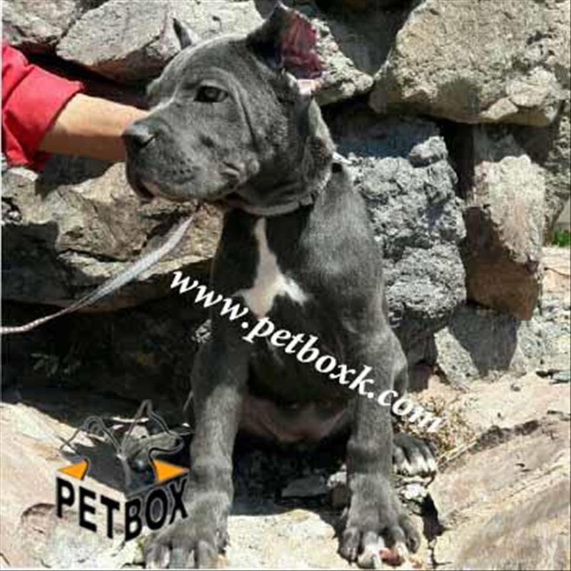  فروش ماده کن کورسو 3 ماهه