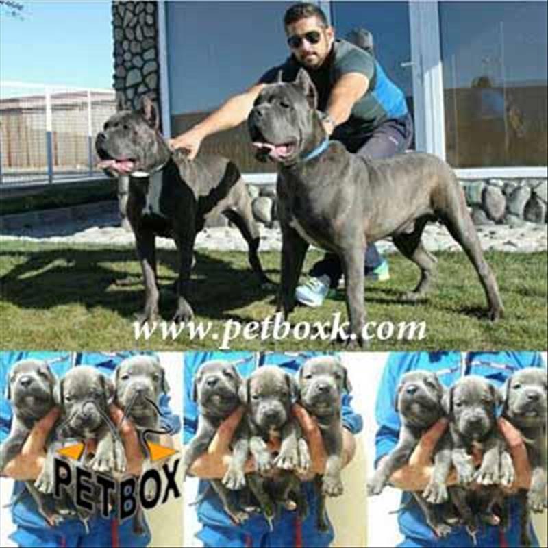  فروش توله ی کن کورسو Cancerso 