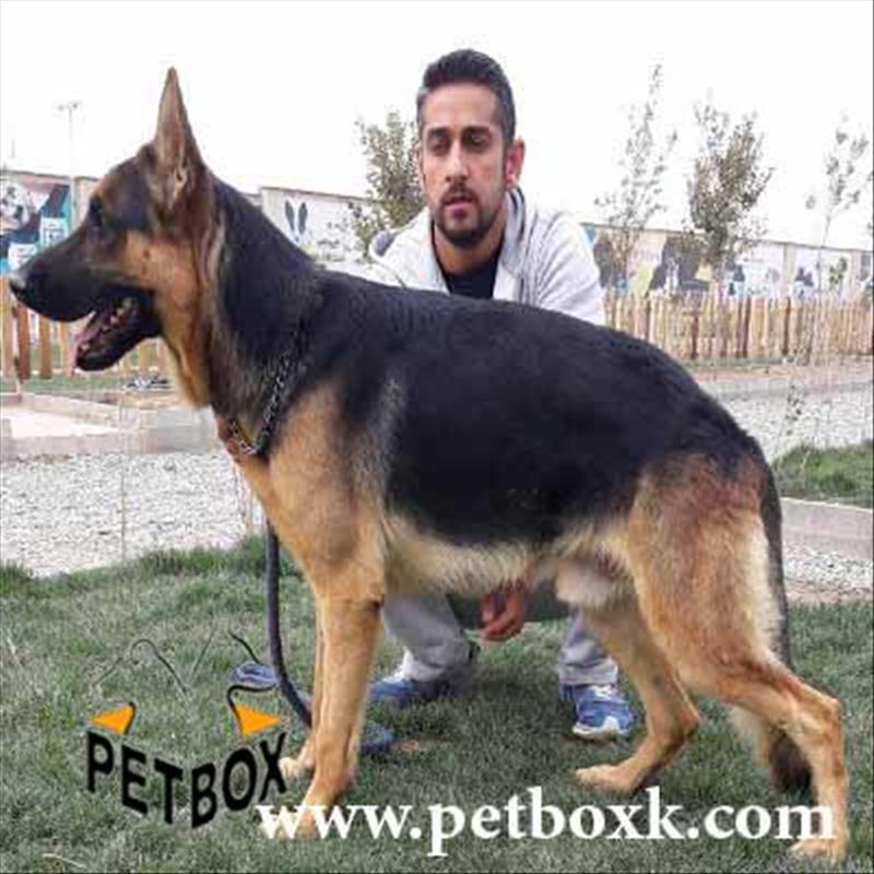  ژرمن شپهرد 14 ماهه نگهبان عالی