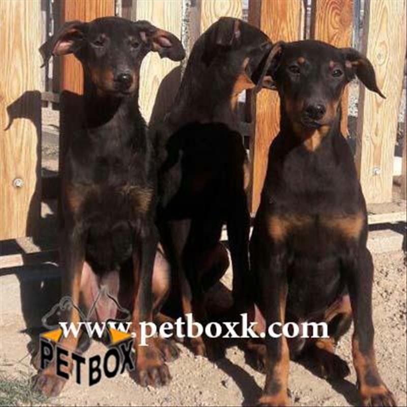  دابرمن خارج از مجموعه