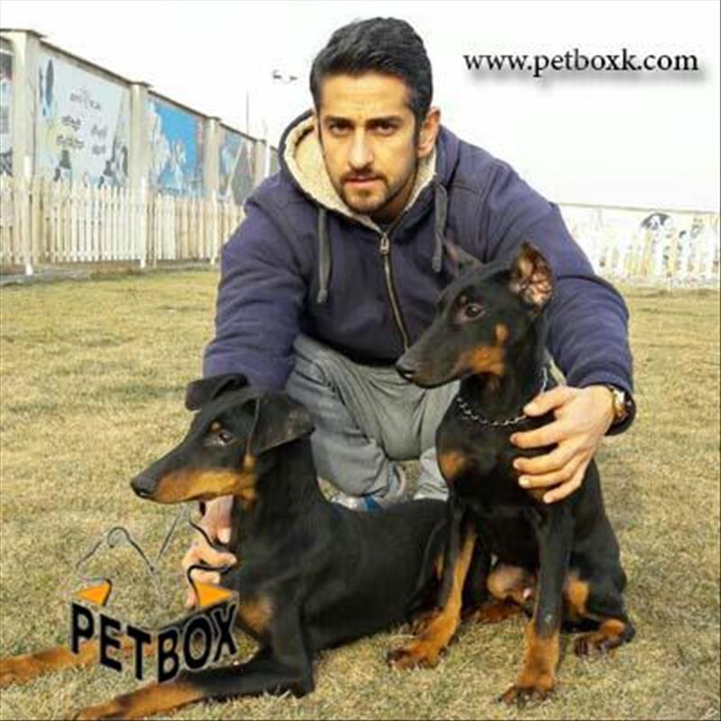  توله های دابرمن ویژه و استثنایی