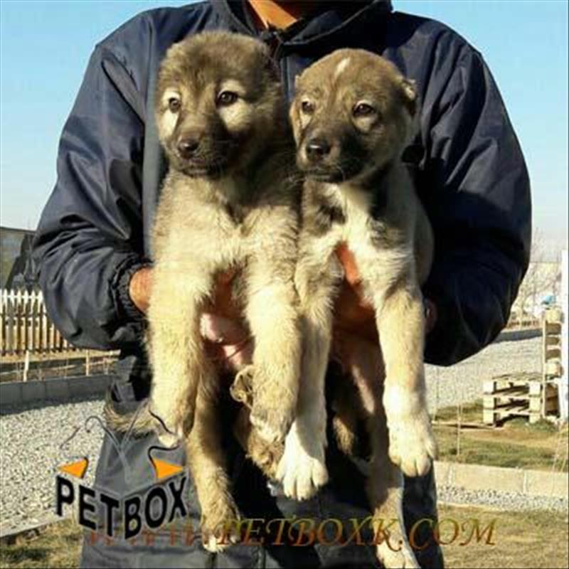  فروش توله های ماده سرابی