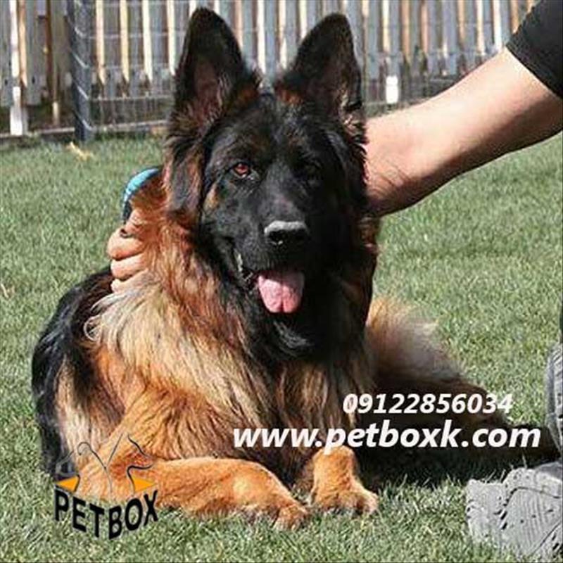  پیش فروش سری اول تولهای هیرو با تینا