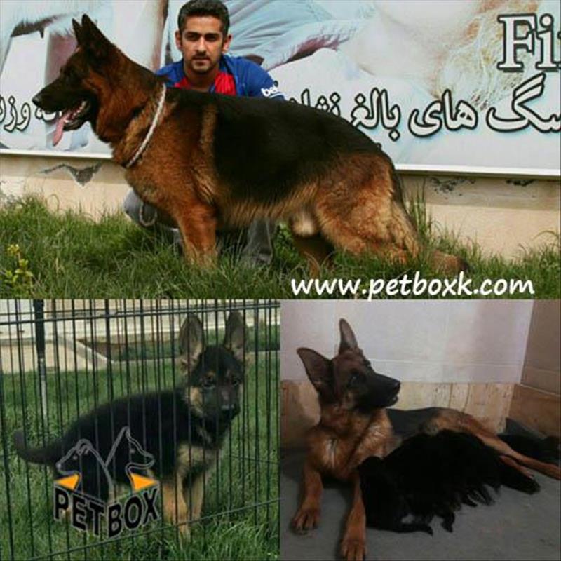تولهای ژرمن شپهرد مو کوتاه از ساشا و دارچین 