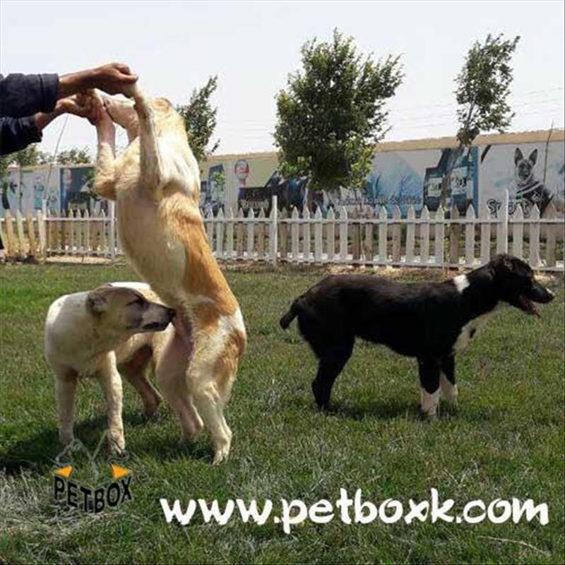  فروش توله سرابی فوق العاده برای نگهبانی