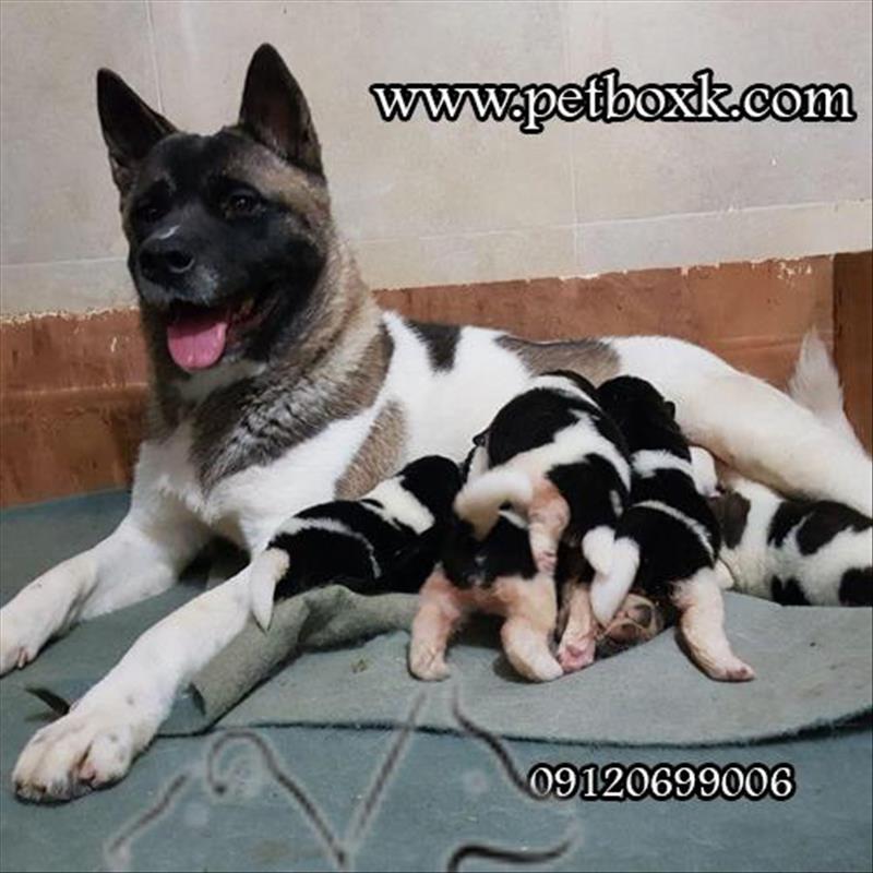 فروش توله های امریکن آکیتا