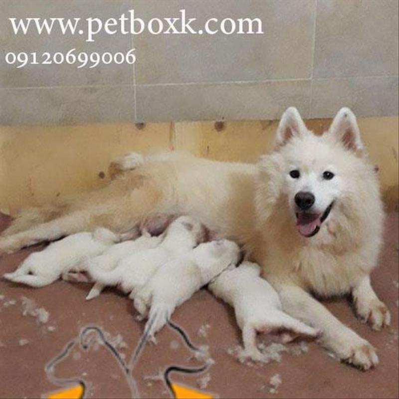 پیش فروش توله های ساموييد سفيد برفى 