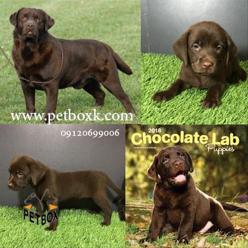 فروش توله های لابرادور رتریور