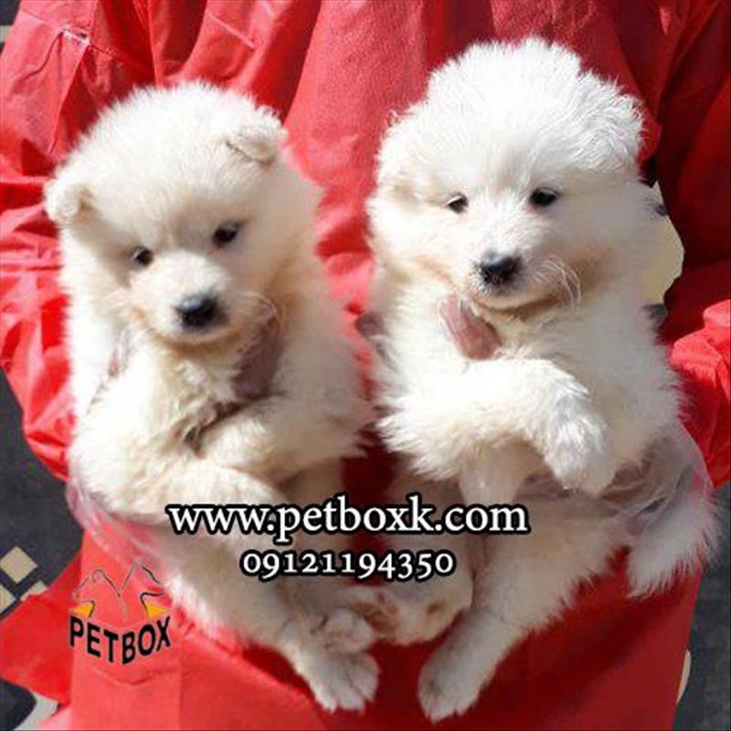 پیش فروش توله های گوله برفی ساموئید 