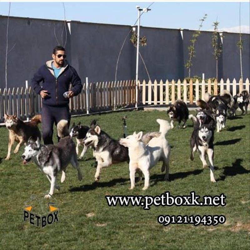 فروش تعدادی مولدین حرفه ای سگ هاسکی