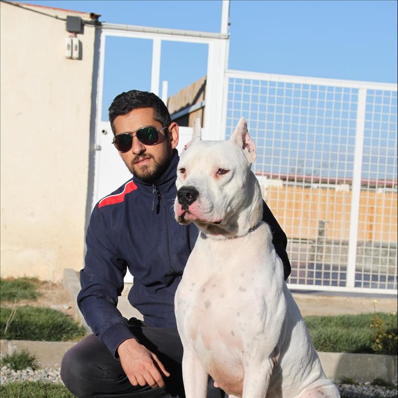فروش  داگو آرژانتينو  نربالغ اصلحه سرد 