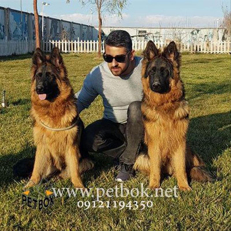 فروش یک جفت سگ ژرمن شپرد اصیل موبلند