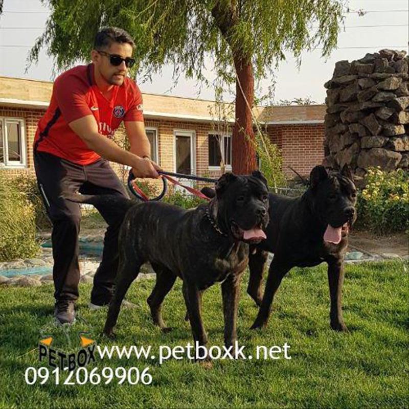  سگ کین‌کورسو بیریندل درشت 