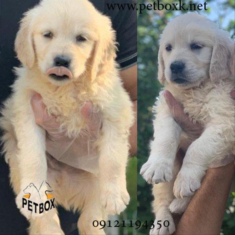 توله های گلدن رتریور طلایی