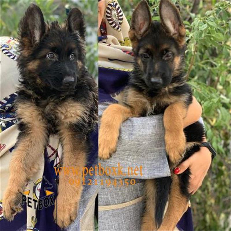 توله های ژرمن شولاین مو بلند و مو کوتاه