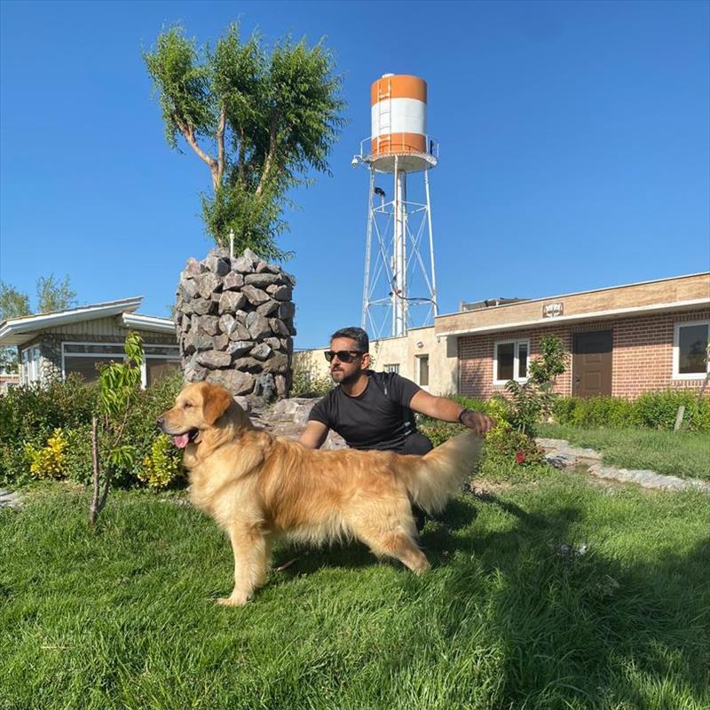 فروش توله های گلدن رتریور 