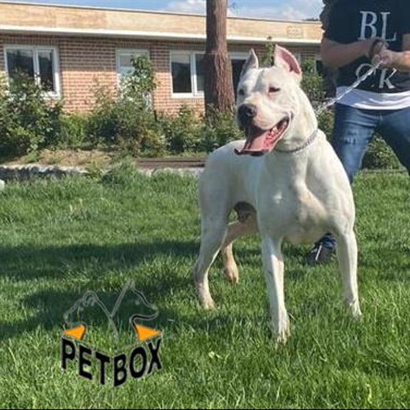 فروش مولد  داگو‌ آرژانتینیو 