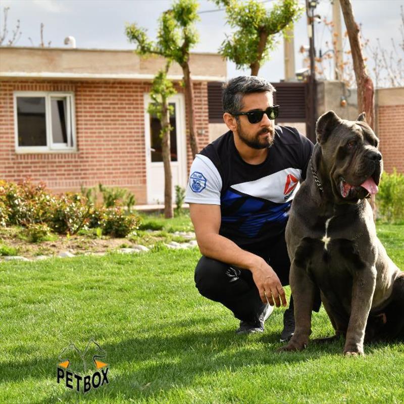 فروش توله های عظیم الجثه ی کن کورسو 