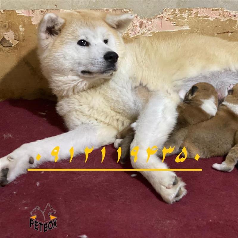 پیش فروش توله های جاپانیز آکیتا 