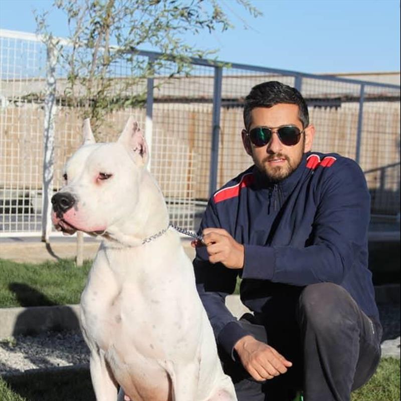 فروش توله ها ی غول پیکر داگو آرژانتینو 