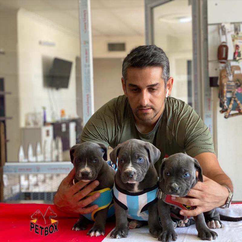 فروش توله های کن کورسو سر و کله درشت