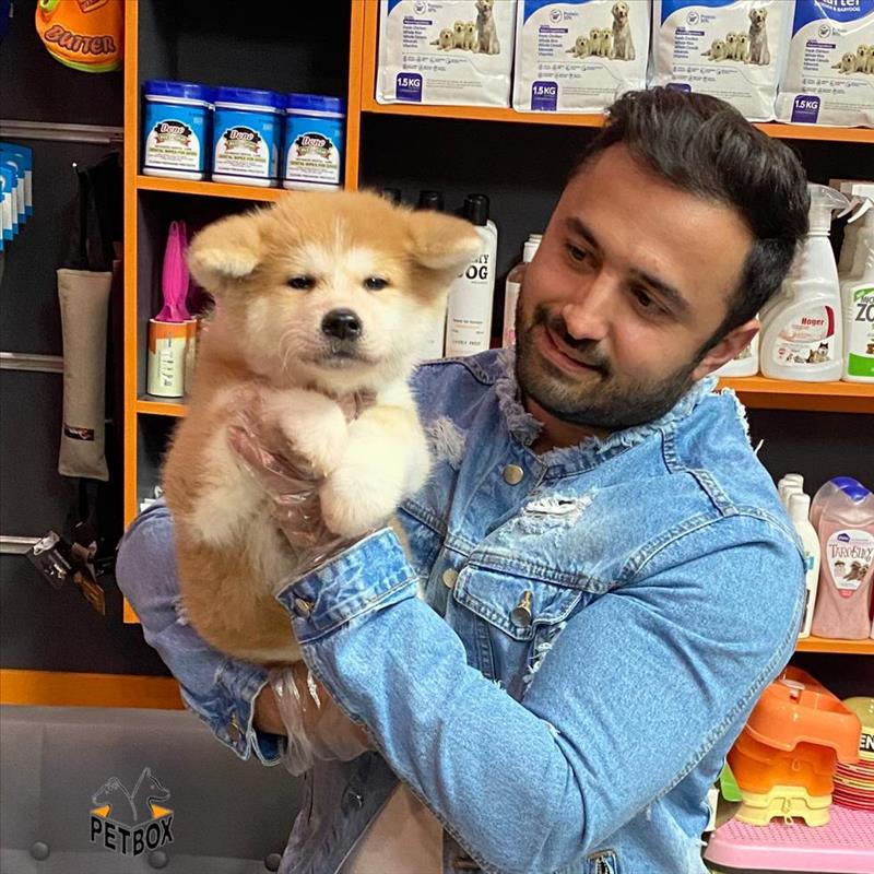 فروش توله ی جاپانیز آکیتا با رنگبندی فوق العاده 
