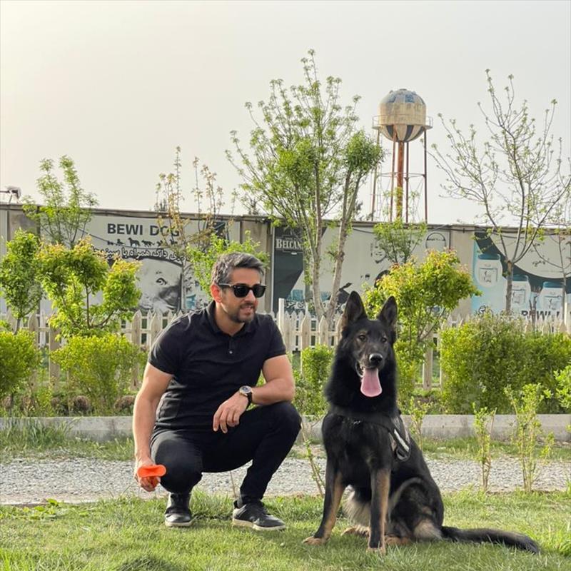 فروش ژرمن شپرد ورک لاین