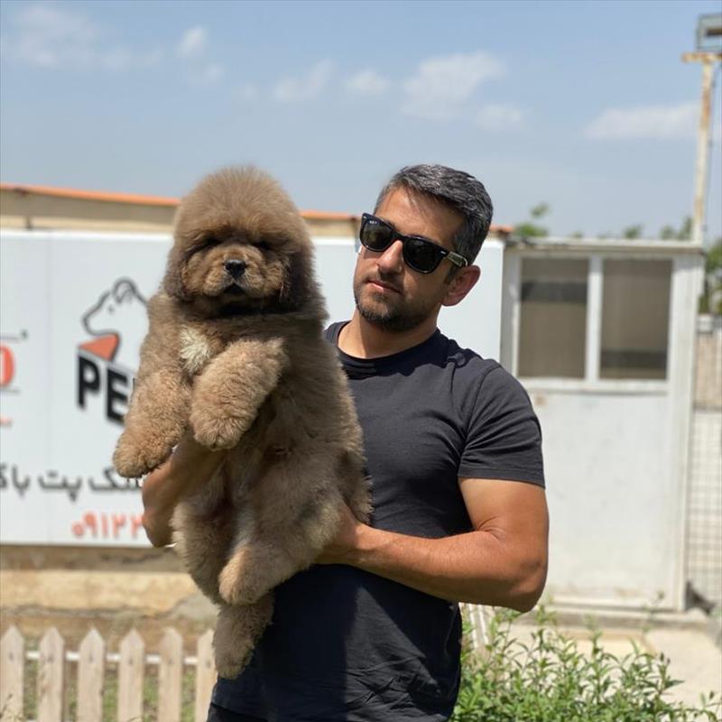 فروش توله ی ماستیف تبتی 