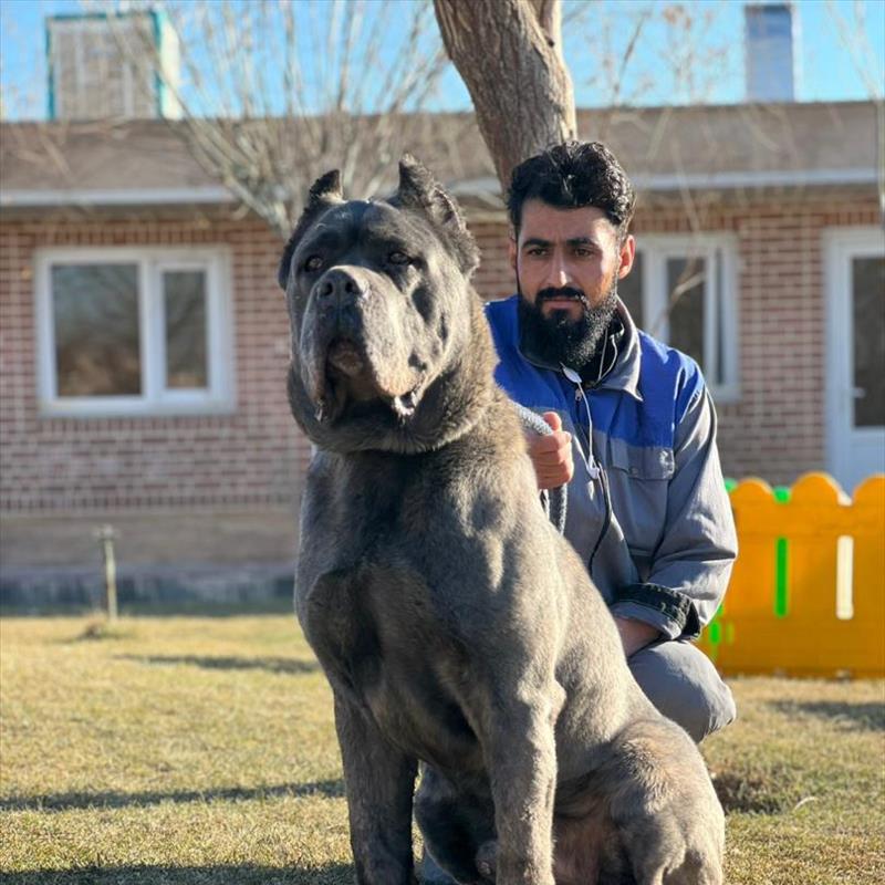 فروس مولد کنکورسو 