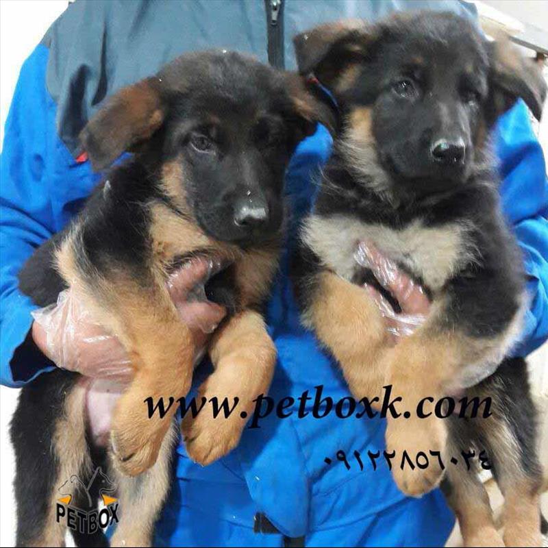 فروش  ژرمن شپرد 45 روزه مو کوتاه