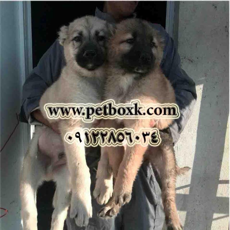 فروش تولهای سرابی 3 ماهه
