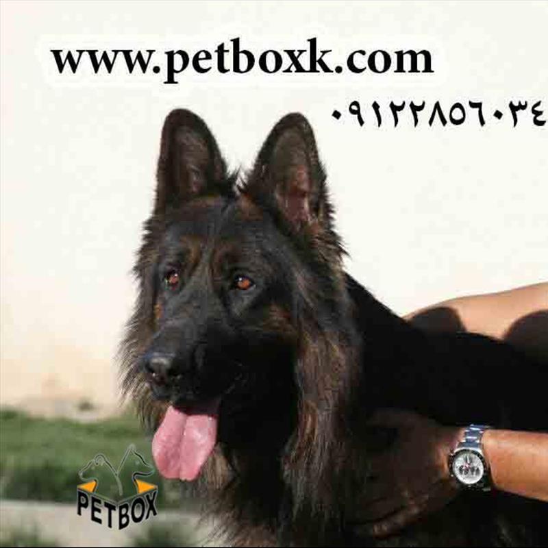 مولد نر ژرمن شپردهای مو بلند-boyka