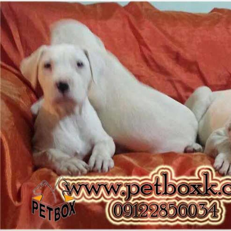  داگو ارژانتینو 2.5 ماهه وارداتی
