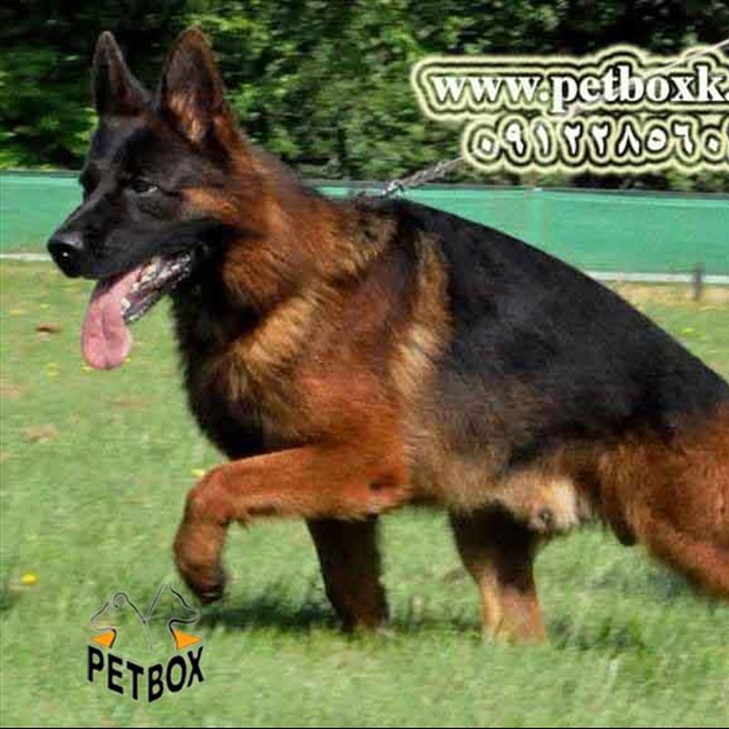 توله های 4 ماهه ژرمن شپرد از نوادگان chikolo