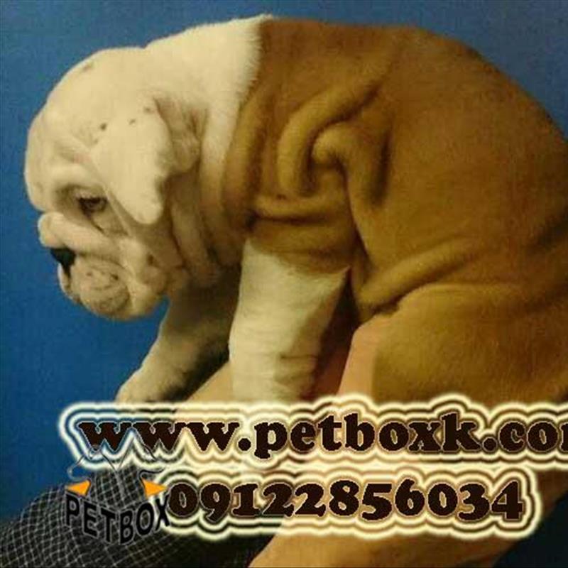 فروش بولداگ انگلیسی نر 2.5 ماهه وارداتی