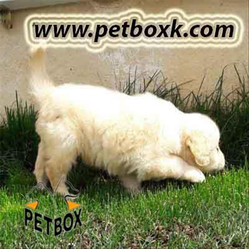 فروش گلدن رتریور 40 روزه نر 