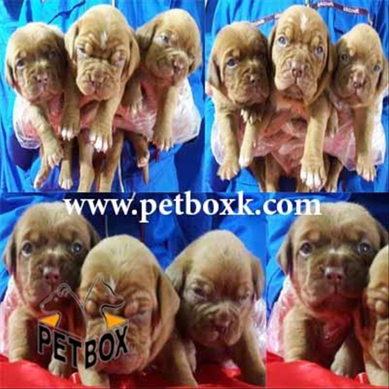 پیش فروش ماستیف فرانسوی های 25 روزه