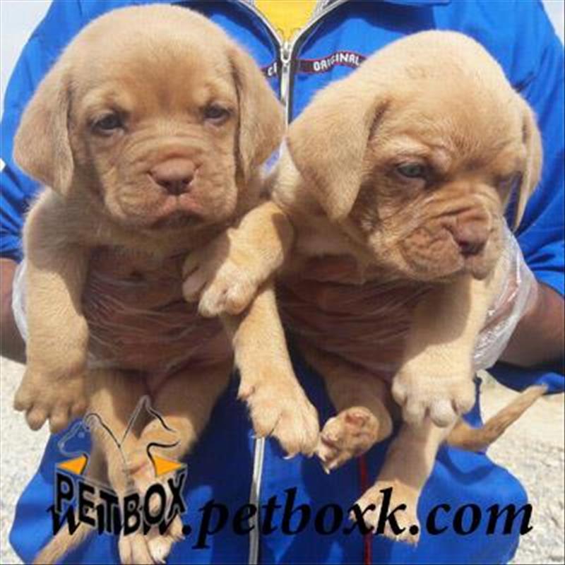  فروش ماستیف های 2 ماهه 