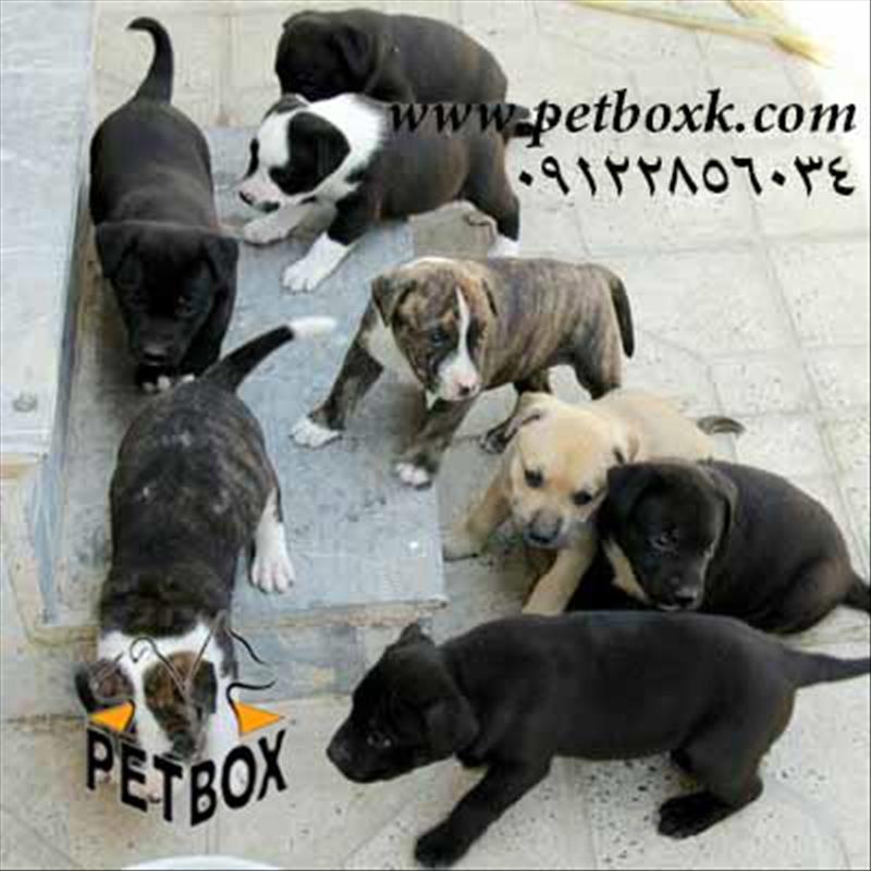 فروش توله های پیت بول 40 روزه 
