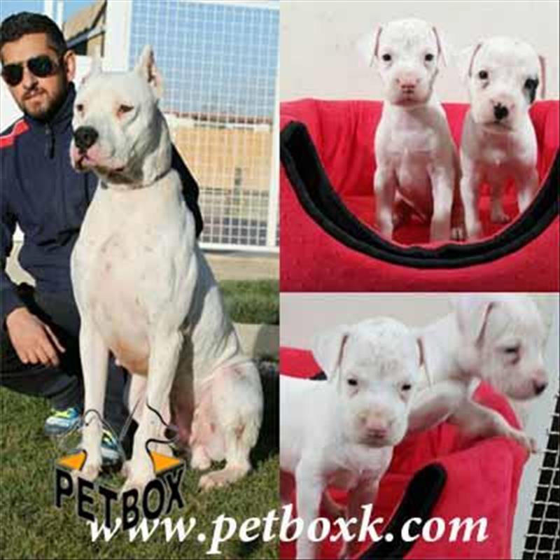 فروش توله های داگو ارژانتینو