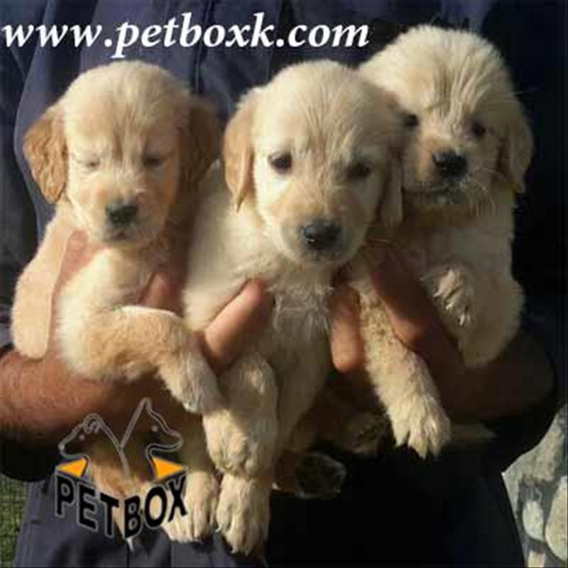  فروش توله گلدن های استثنایی