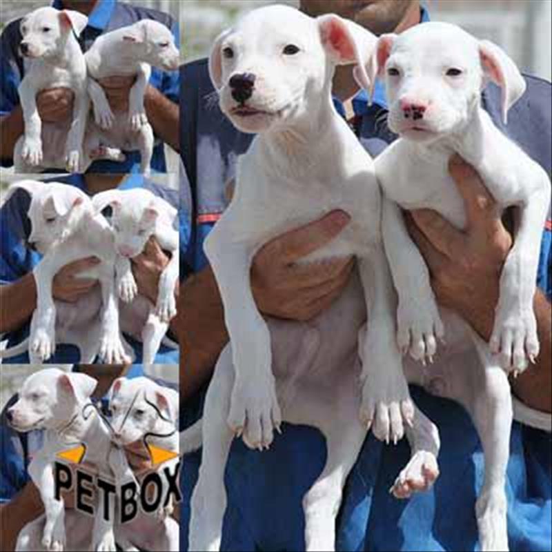 فروش داگو ارژانتینو نروماده 3 ماهه