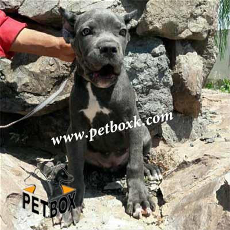  فروش ماده کن کورسو 3 ماهه
