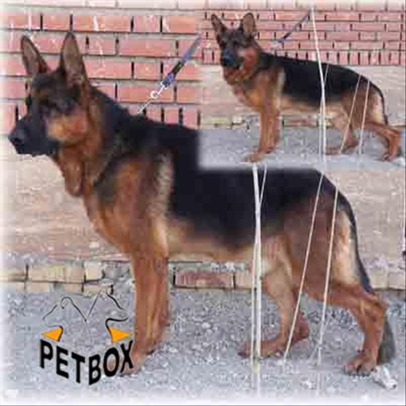 فروش ژرمن شپهرد 3 ساله نر بالغ